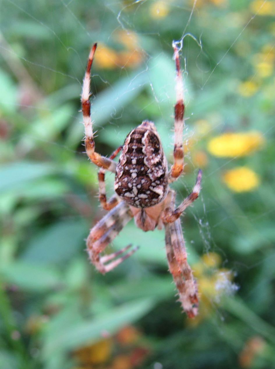 Is dit de Araneus diadematus